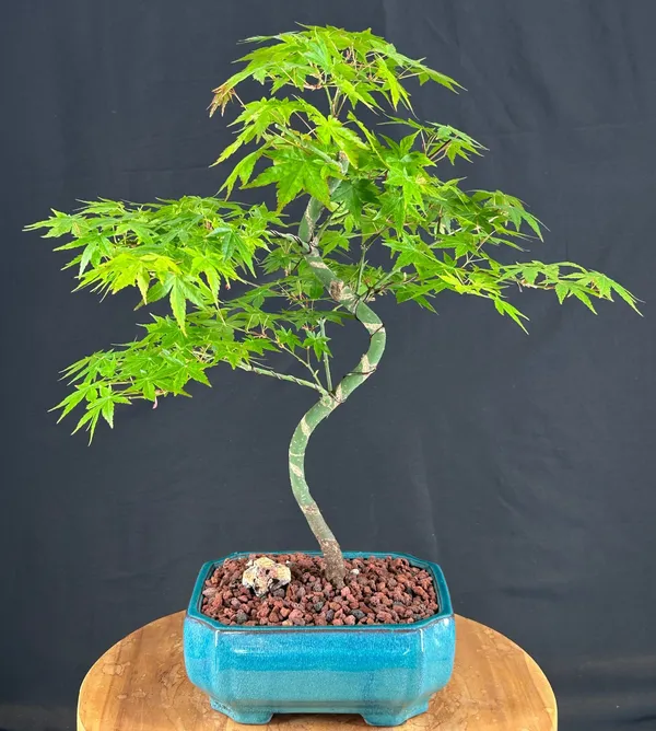 Japanese Green Maple Bonsai, Trained, 15 Years Old, 22 Inches Tall (Acer palmatum)