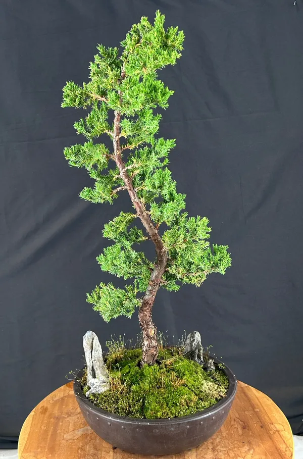Juniper Karate Kid Bonsai, Trained (Juniperus procumbens)