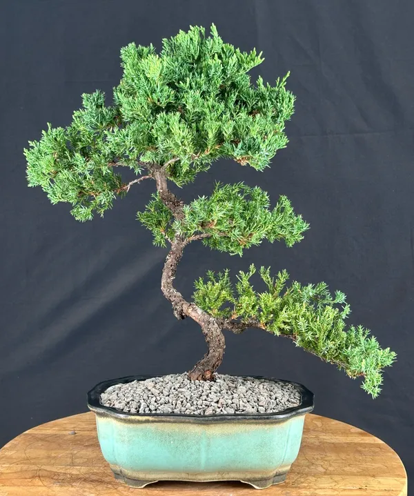Juniper "Karate Kid" Bonsai, Trained, 22 Years Old (Juniperus procumbens)