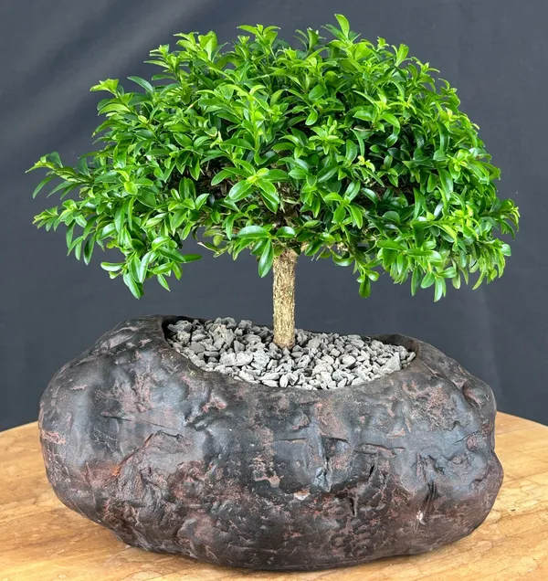 Littleleaf Boxwood Bonsai, Trained (Buxus microphylla 'Compacta')