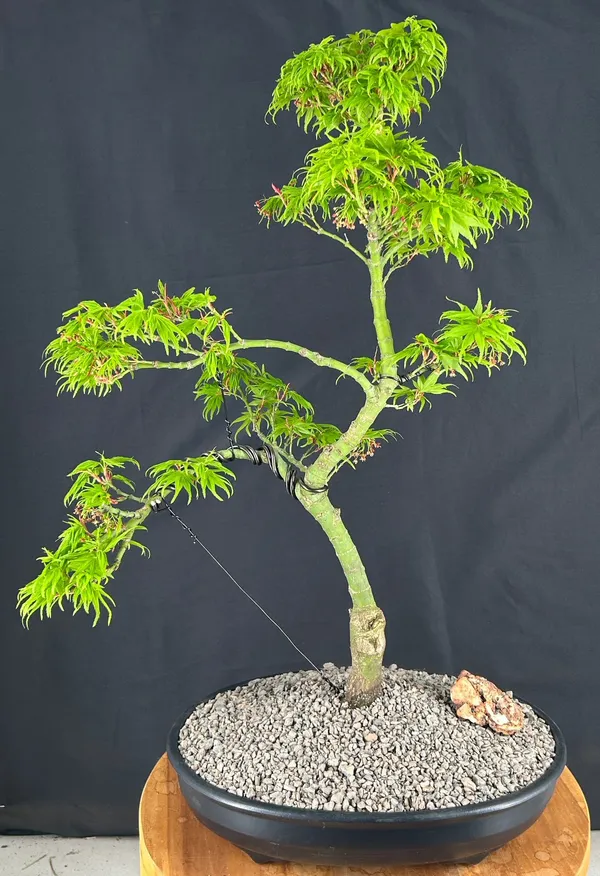 Mikawa Yatsubusa Japanese Maple Bonsai, Trained, 25 Years Old (Acer palmatum)
