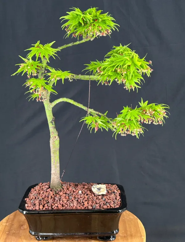 Mikawa Yatsubusa Japanese Maple Bonsai, Trained, 23 Years Old (Acer palmatum)
