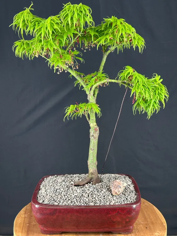 Mikawa Yatsubusa Japanese Maple Bonsai, Trained, 26 Years Old, 22 Inches Tall (Acer palmatum)