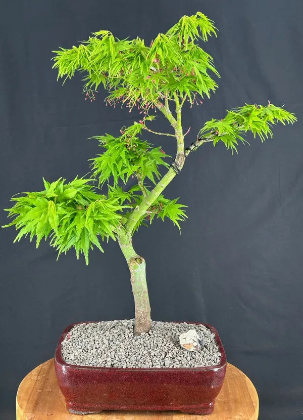 Mikawa Yatsubusa Japanese Maple Bonsai, Trained, 26 Years Old, 12 by 17 Inches (Acer palmatum)