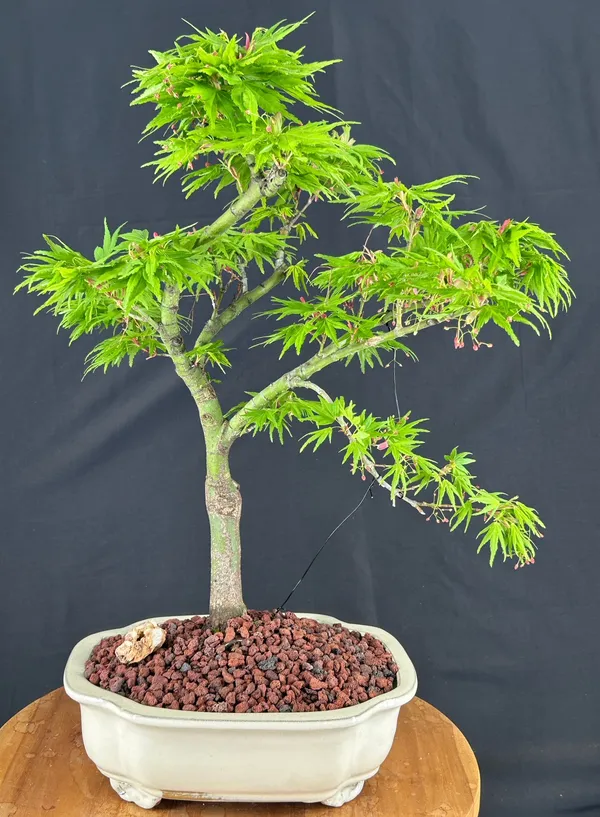 Mikawa Yatsubusa Japanese Maple Bonsai, Trained, 26 Years Old, 23 Inches Tall (Acer palmatum)