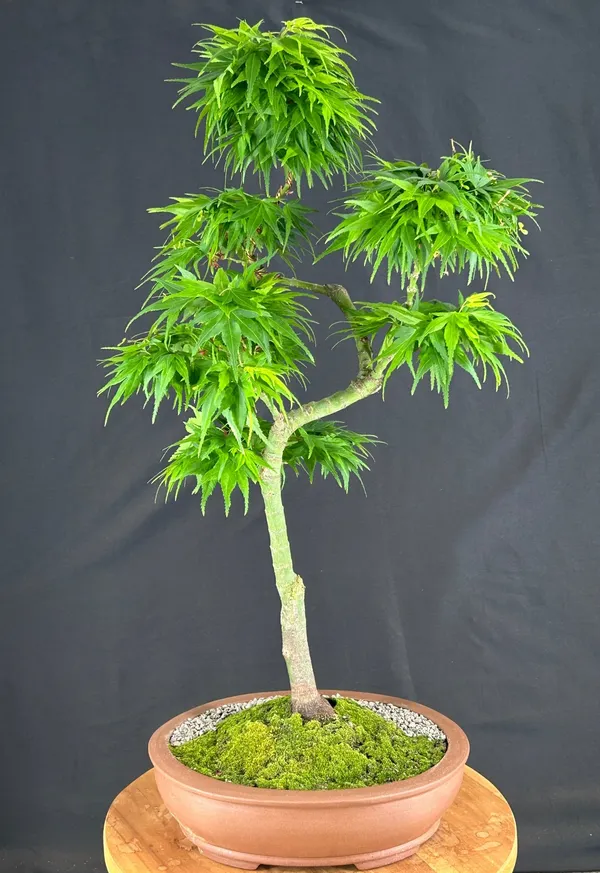 Mikawa Yatsubusa Japanese Maple Bonsai, Trained, 31 Years Old (Acer palmatum)