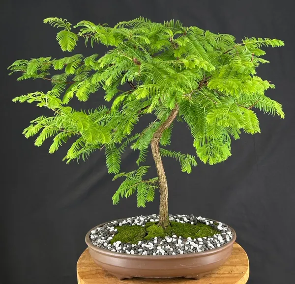 Dawn Redwood Bonsai, Trained, 16 Years Old (Metasequoia glyptostroboides)