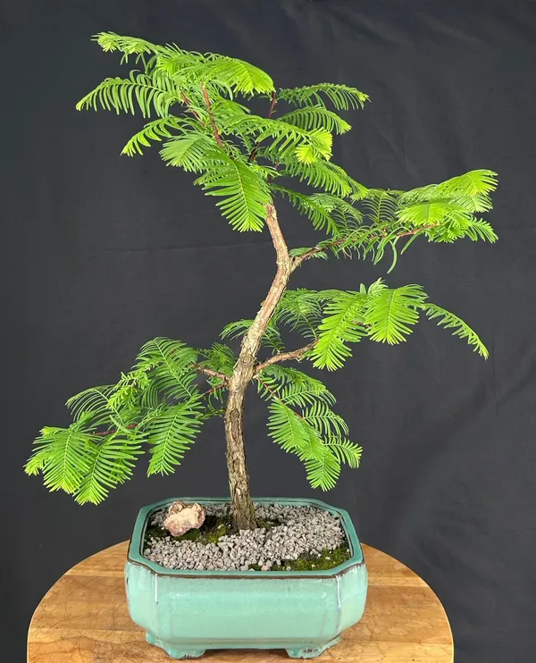 Dawn Redwood Bonsai, Trained, 13 Years Old (Metasequoia glyptostroboides)