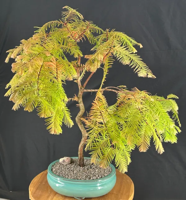 Redwood Bonsai, Trained, 14 Years Old (Metasequoia glyptostroboides)