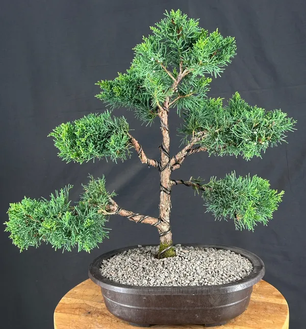 Shimpaku Juniper Bonsai, Trained, 24 Years Old (Juniperus chinensis)