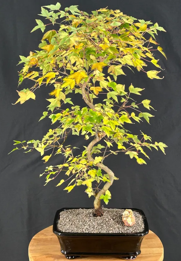Trident Maple Bonsai, Trained, 21 Years Old (Acer buergerianum)