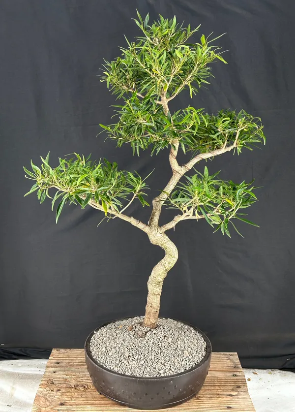 Willow Leaf Ficus Bonsai, Trained (Ficus nerifolia/salisafolia)