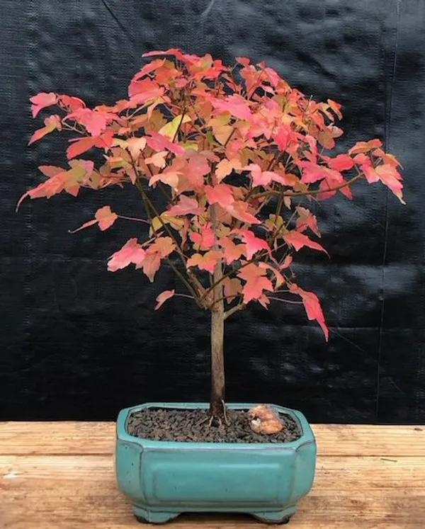 Trident Maple Bonsai, 15 Years Old (Acer buergerianum)