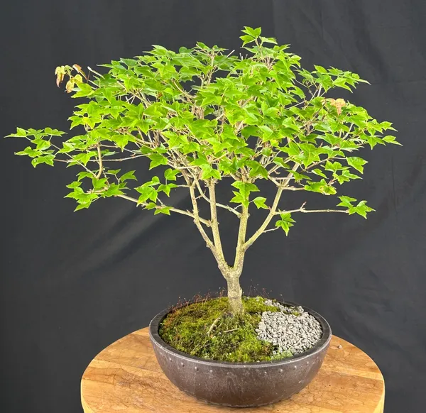 Trident Maple Bonsai, 18 Years Old (Acer buergerianum)