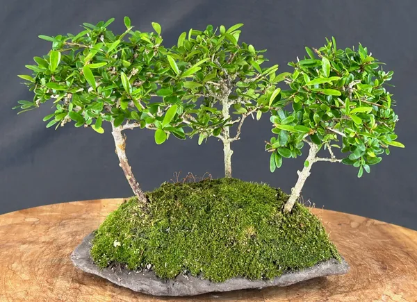 Tropical Boxwood Group Bonsai, Three Tree Forest, 6 Years Old (Neea buxifolia)