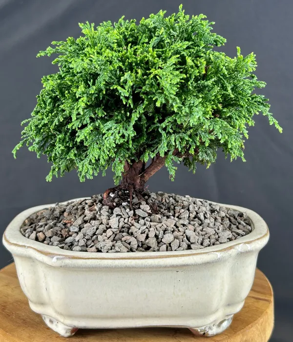 Tsukomo Cypress Bonsai, 6 Years Old (Chamaecyparis pisifera)