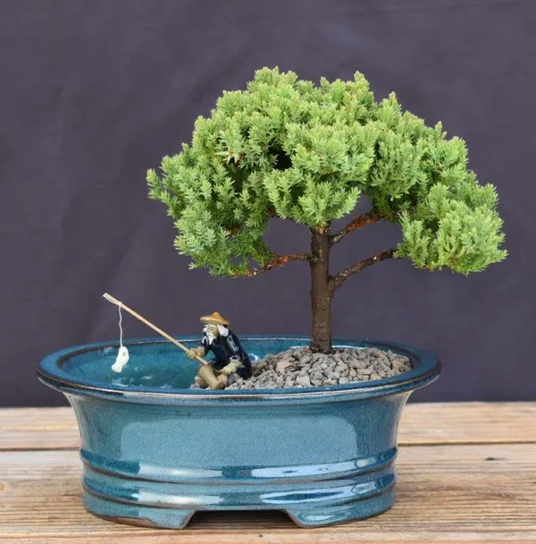 Juniper Bonsai, Land and Water Pot, 5 Years Old (Juniperus procumbens 'Nana')