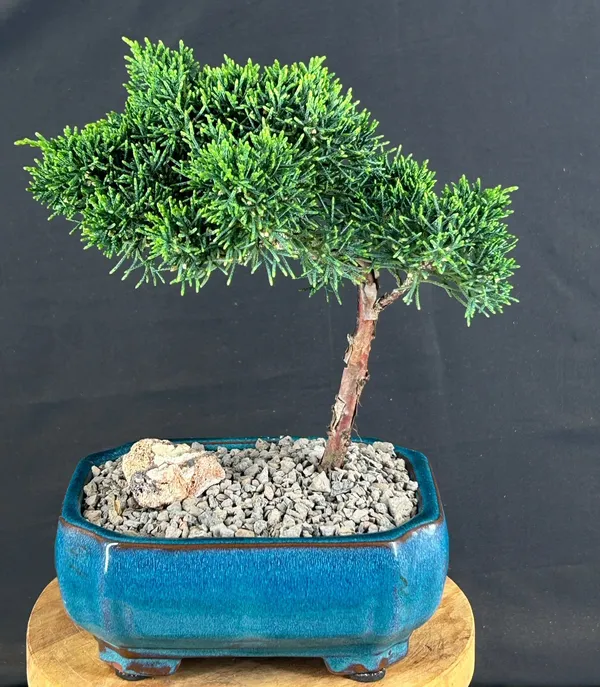 Shimpaku Bonsai, Upright, 7 Years Old (Shimpaku itoigawa)