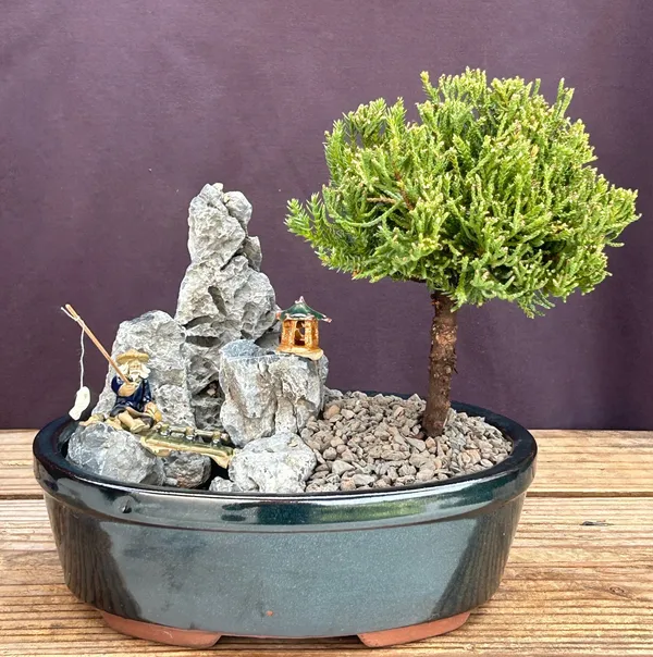 UprightJuniper Stone Landscape Scene Bonsai, 5 Years Old (Juniperus procumbens 'Nana')