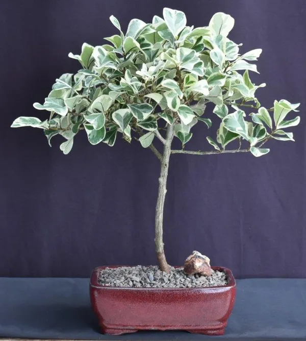 Variegated Ficus Triangularis Bonsai, 10 Years Old (Ficus triangularis 'Variegata')