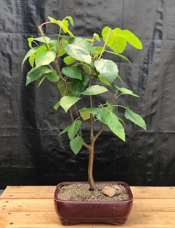 Whitebarked Himalayan Birch Bonsai, 10 Years Old (Betula utilis 'Jacquemontii')