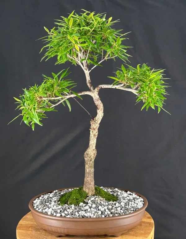 Willow Leaf Ficus Bonsai, 13 Years Old (Ficus neriifolia/salicifolia)