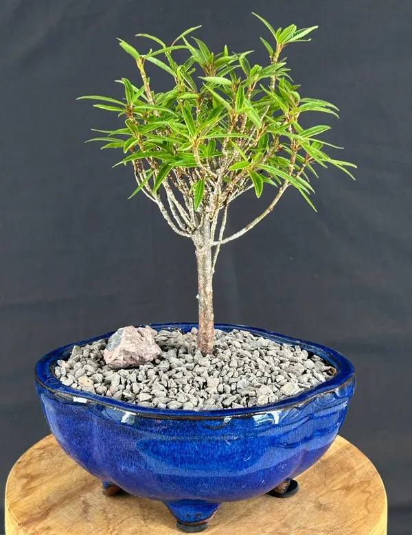 Small Willow Leaf Ficus Bonsai, 6 Years Old (Ficus nerifolia/salisafolia)