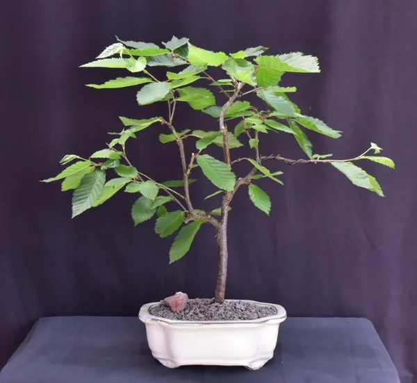 Yellow Birch Bonsai, 13 Years Old (Betula alleghaniensis)