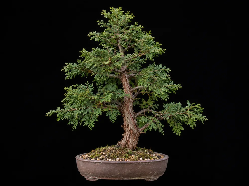 American Arborvitae bonsai