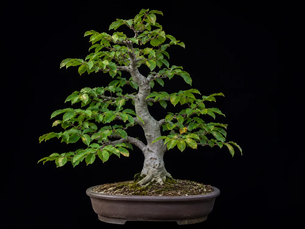 American Beech bonsai