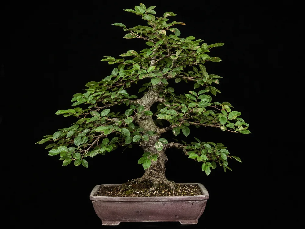 American Elm bonsai