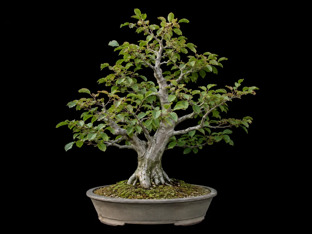 American Hornbeam bonsai