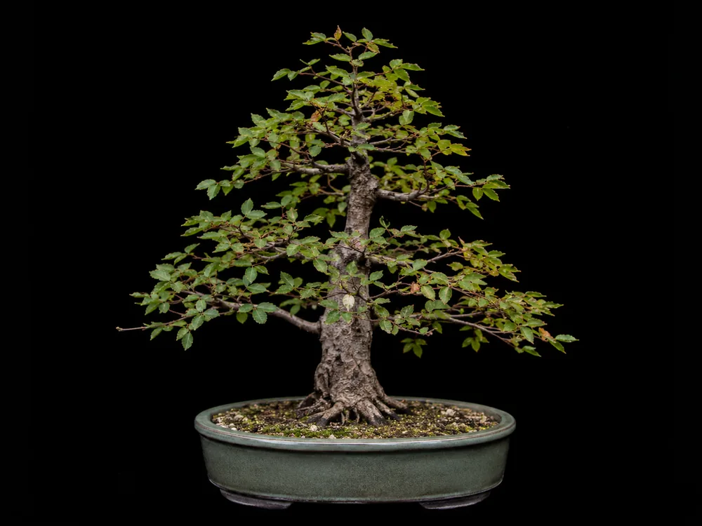Amur Maple bonsai