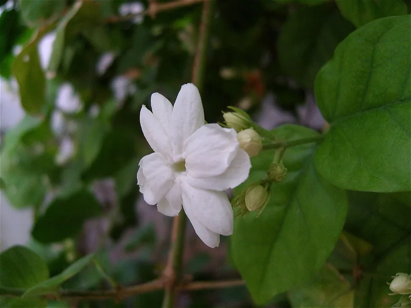 Arabian Jasmine bonsai