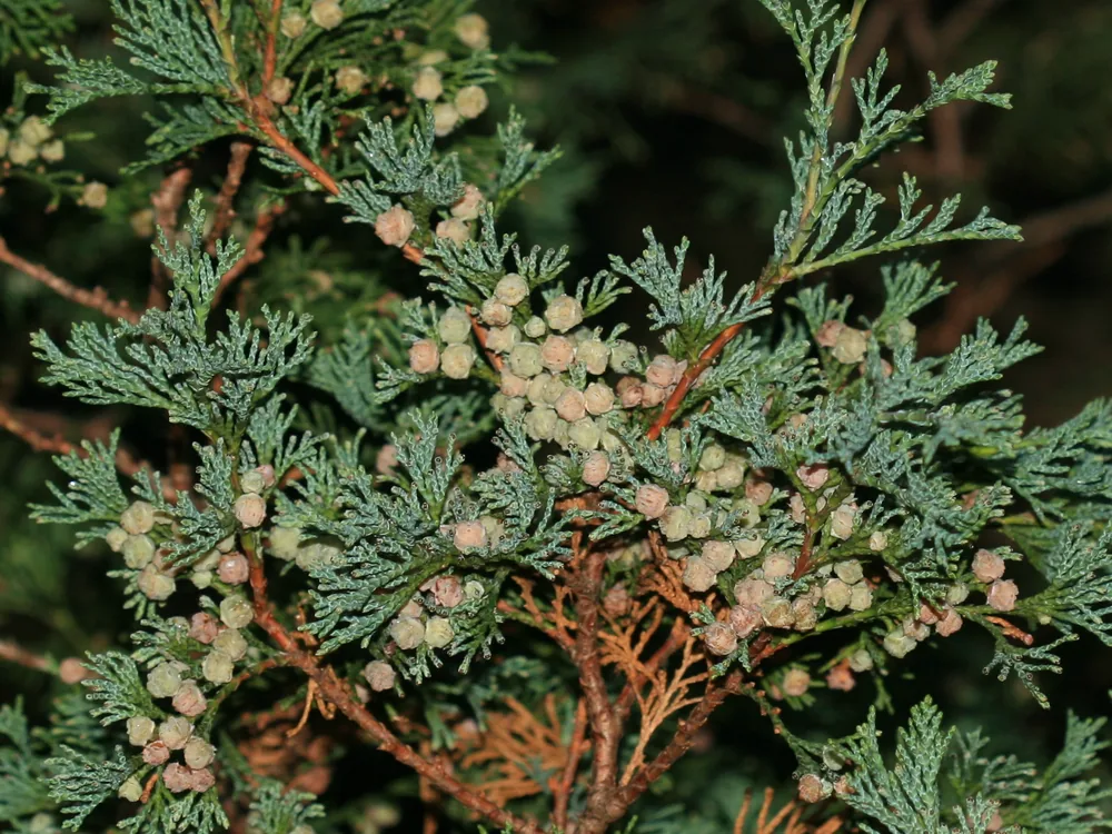 Atlantic White Cedar bonsai