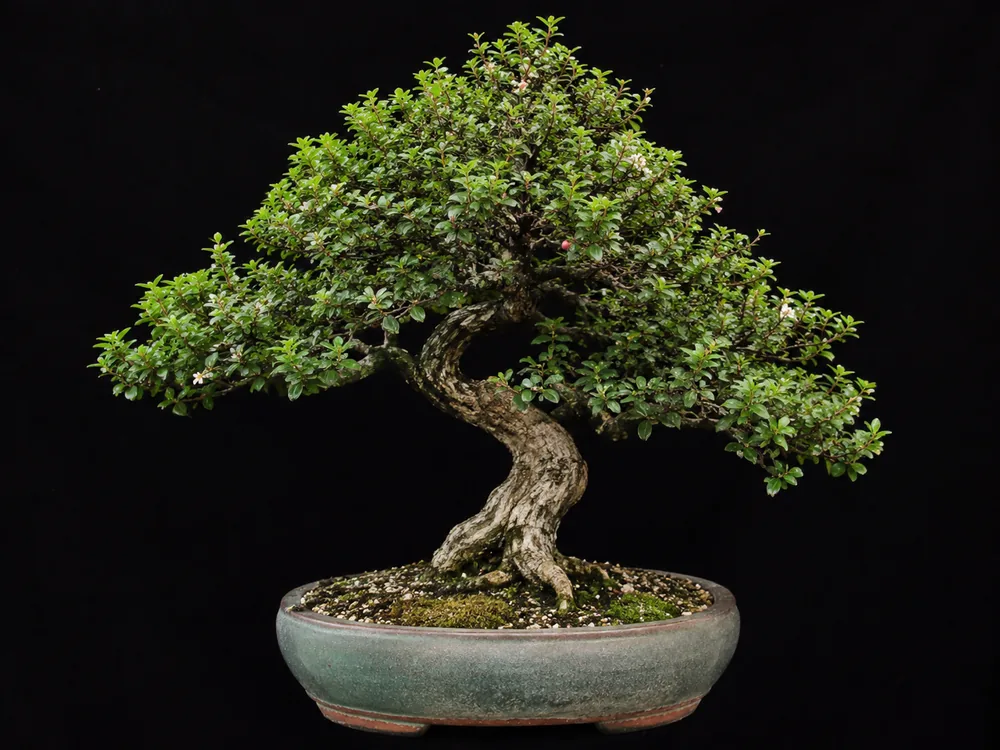 Bahama Berry bonsai