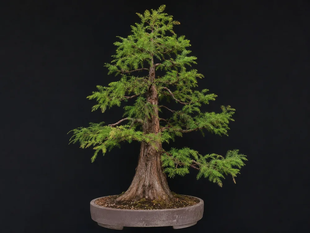 Bald Cypress bonsai