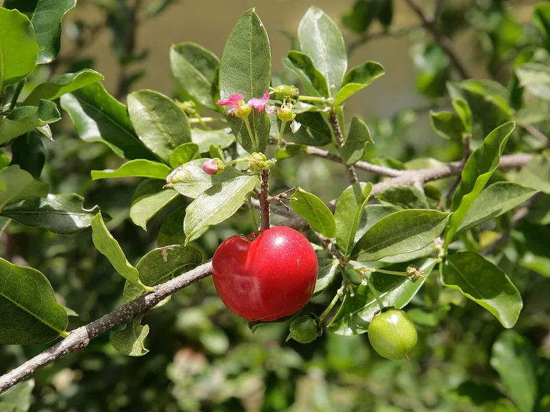 Barbados Cherry bonsai