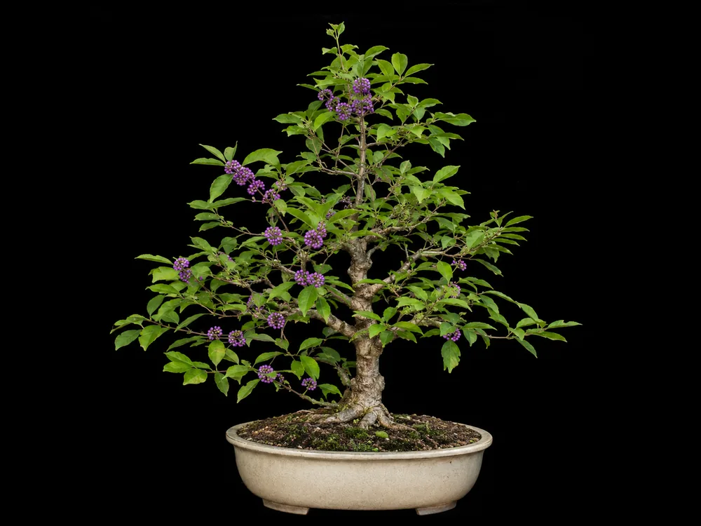 Beautyberry bonsai