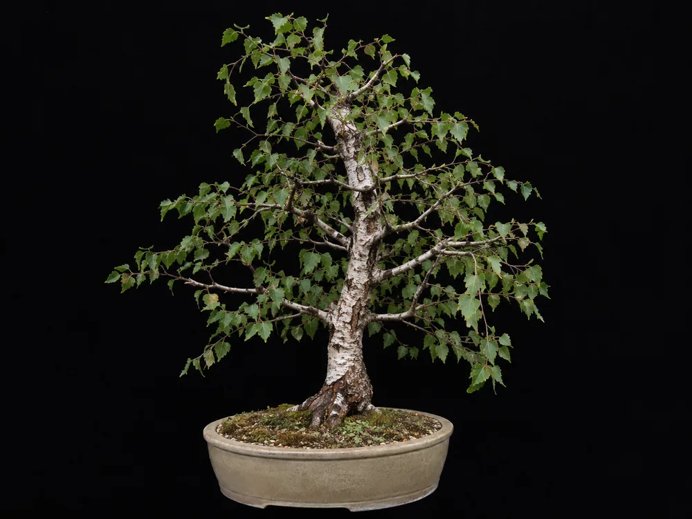 Birch bonsai
