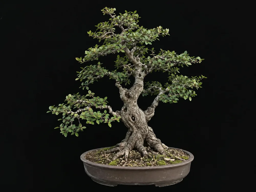 Black Olive bonsai