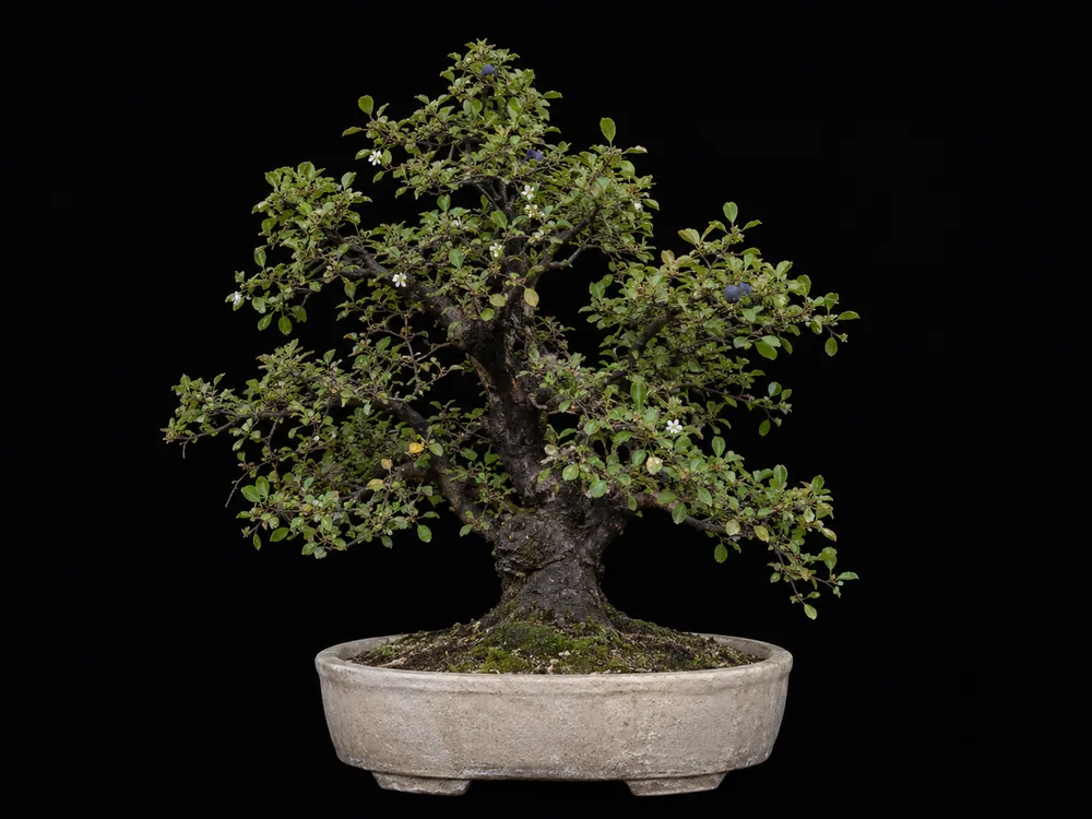 Blackthorn bonsai