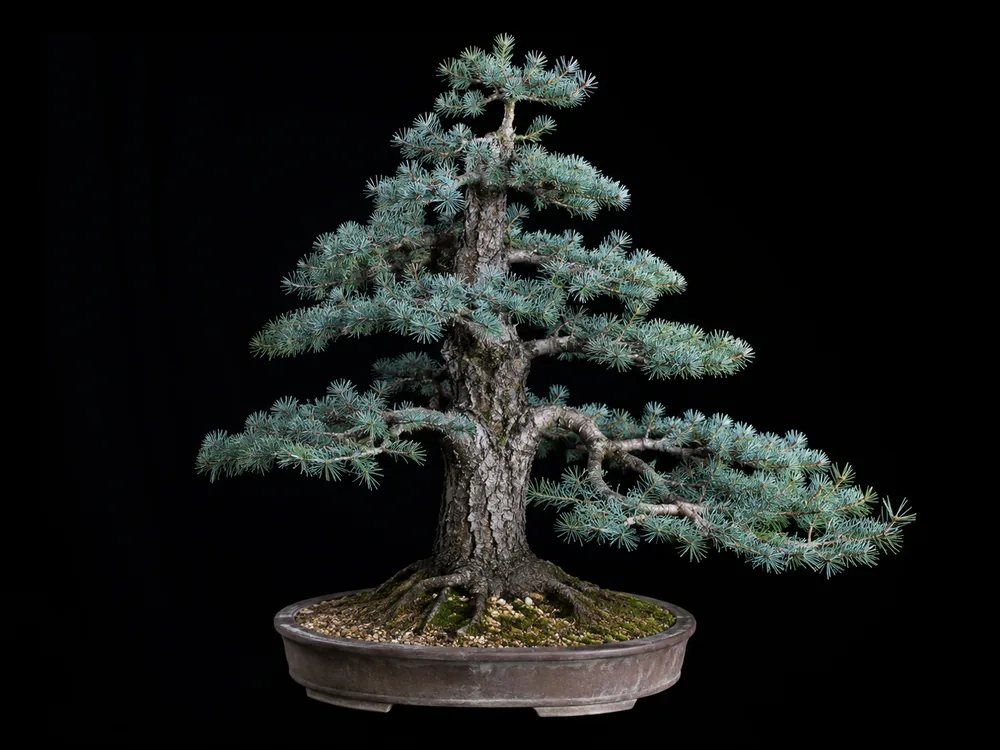 Blue Atlas Cedar bonsai