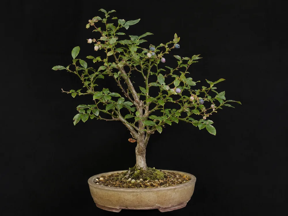 Blueberry bonsai