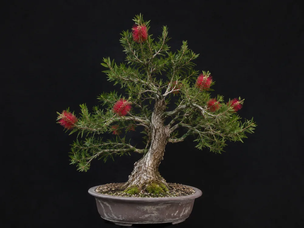 Bottlebrush bonsai