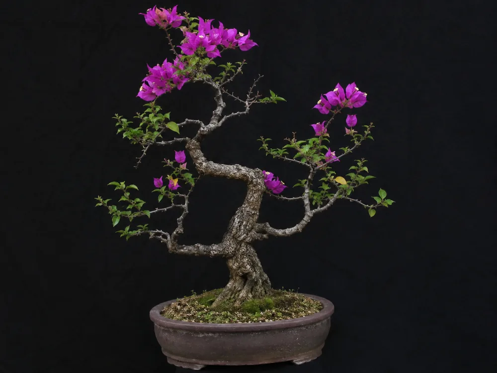 Bougainvillea bonsai
