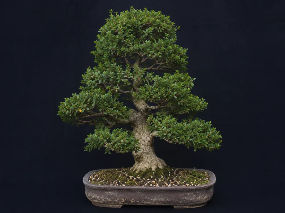Boxwood bonsai