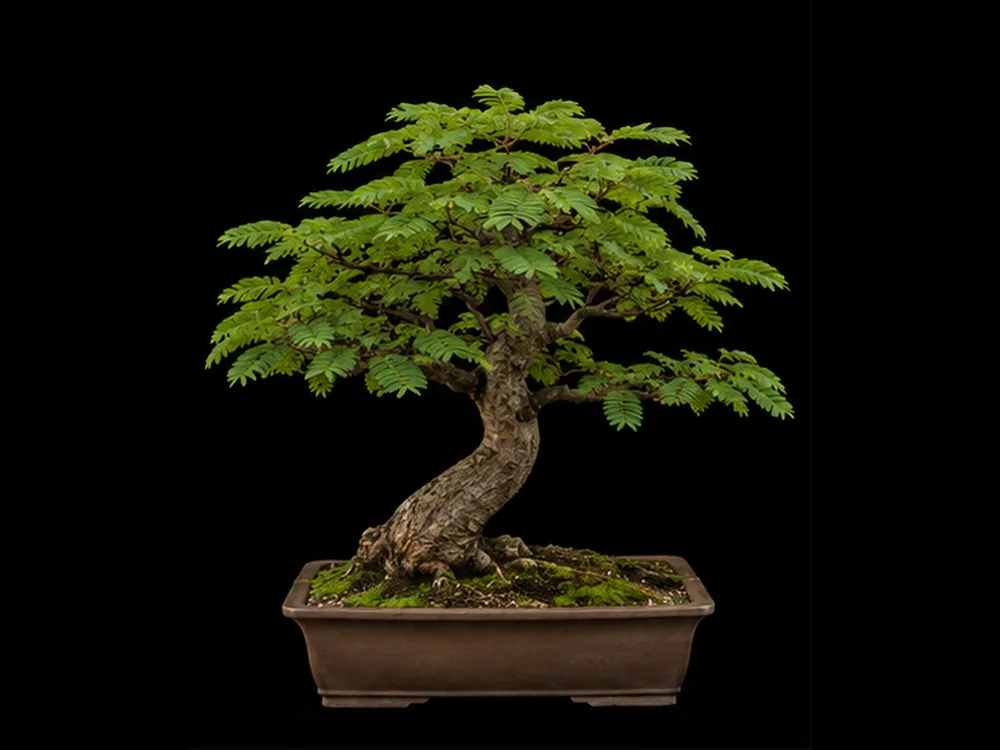 Brazilian Rain Tree bonsai