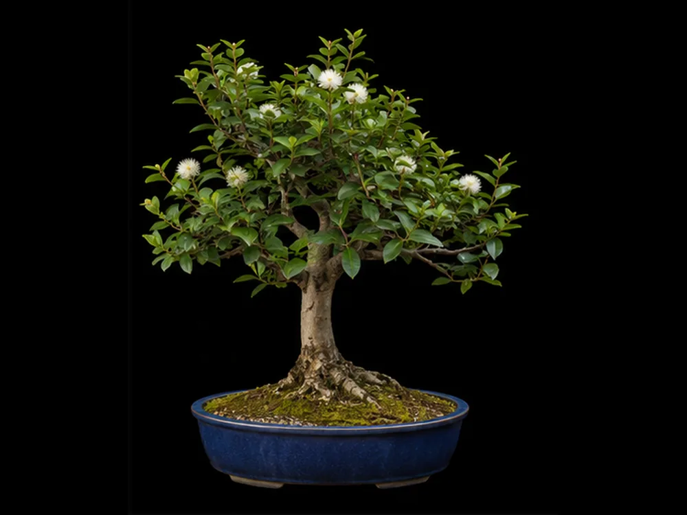 Brush Cherry bonsai