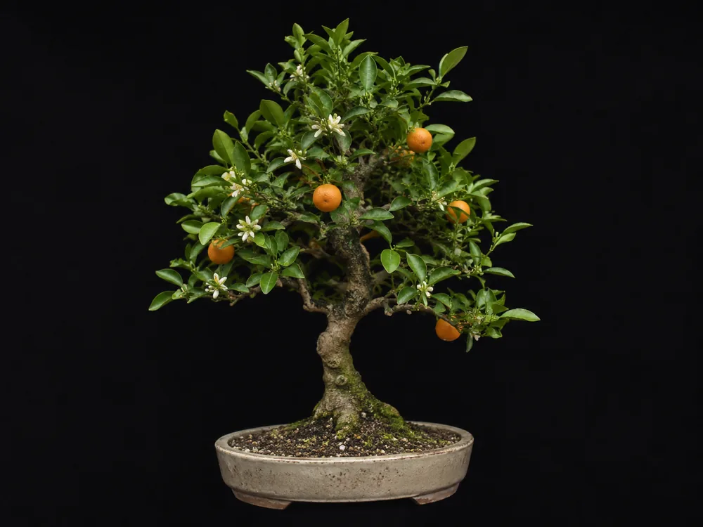 Calamondin Orange bonsai